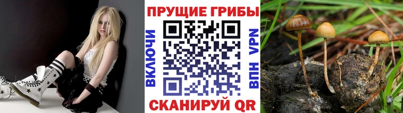 Купить закладки  Елизово  Галлюциногенные грибы Psilocybine cubensis 